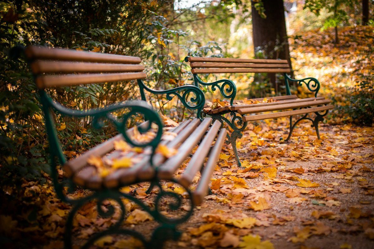 Bancs de parc couverts de feuilles mortes en automne