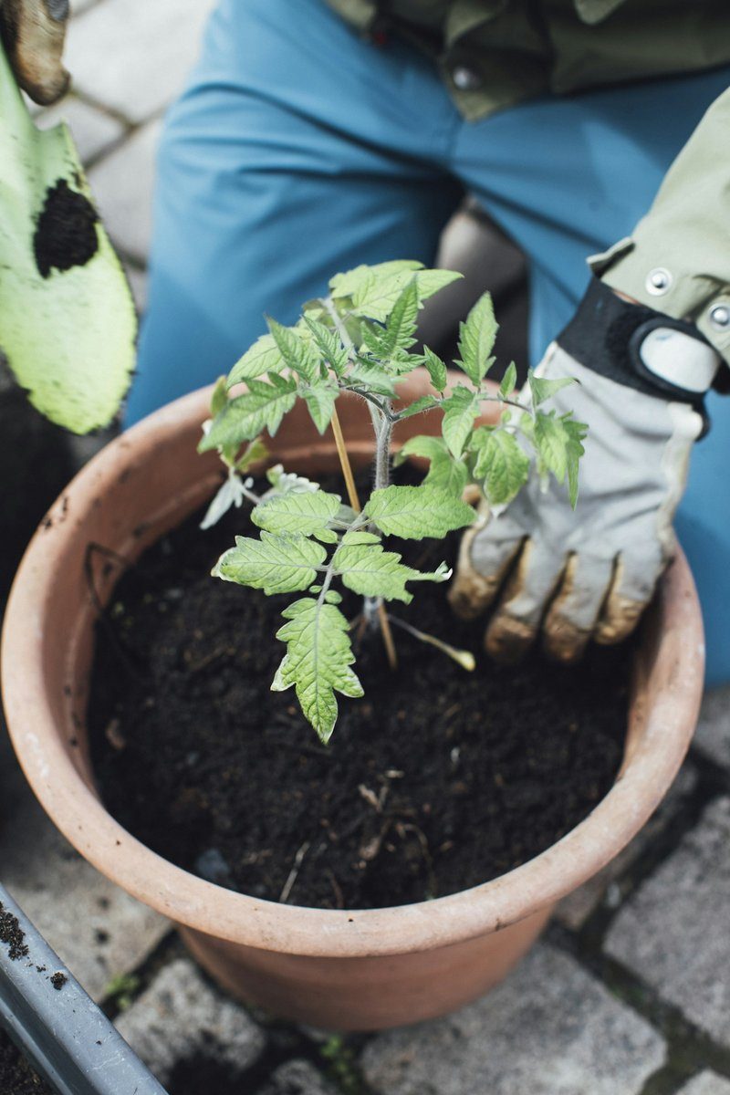 Plant de tomate dans un pot en terre, tenu par des mains gantées